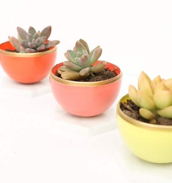 Ceramic Succulents, Living Art