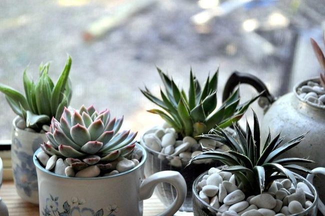 Succulent Teacups With Pink-Touched Leaves