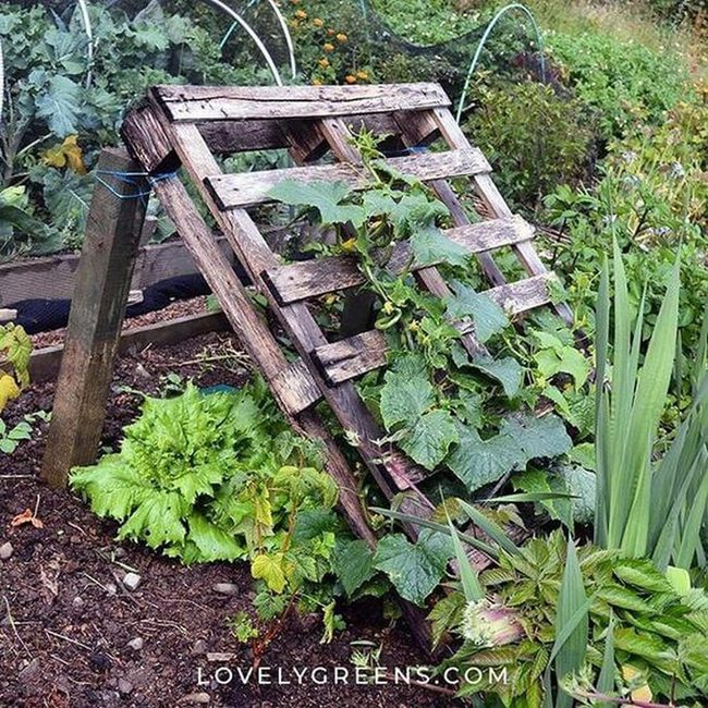 Weathered Wood Climbs Green