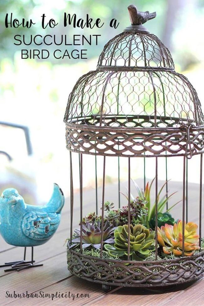 Bronze Birdcage With Living Succulents