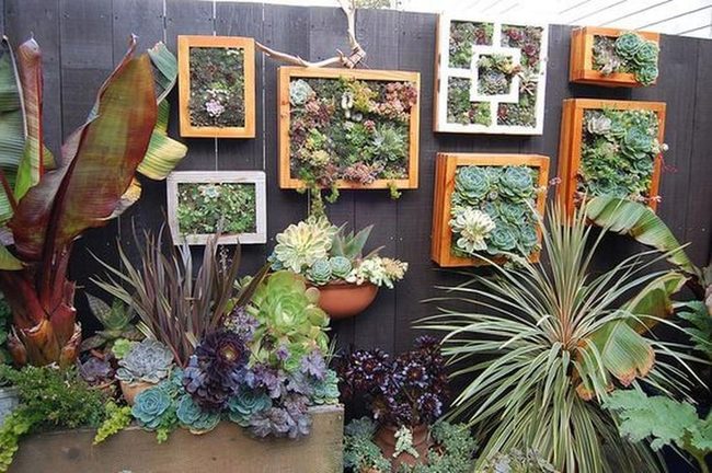 Cascading Succulents On Dark Wood