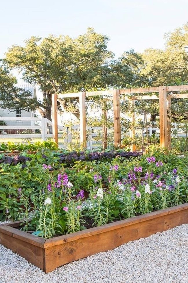 Purple Flowers, Wooden Frames, Gravel Beds