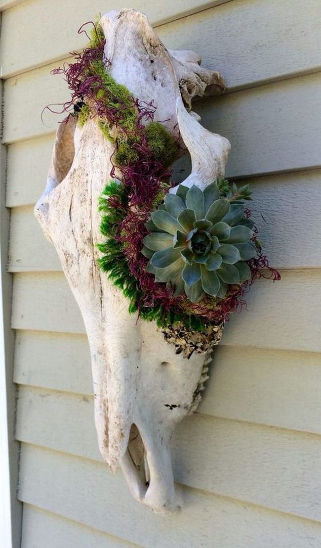 Bone Skull Succulent Planters