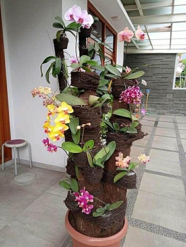 Cascading Orchids Purple Wall
