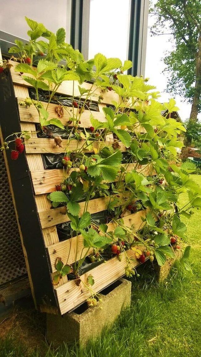 Scarlet Berries On Weathered Pallets