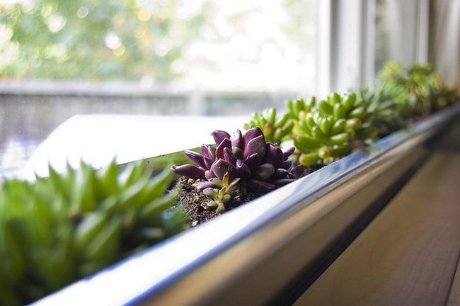Windowsill Green Plants Glow
