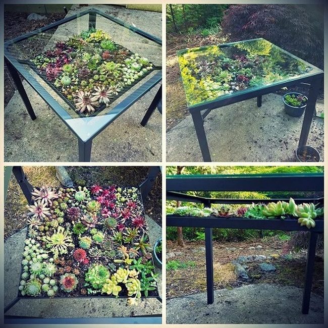 Glass Succulent Displays