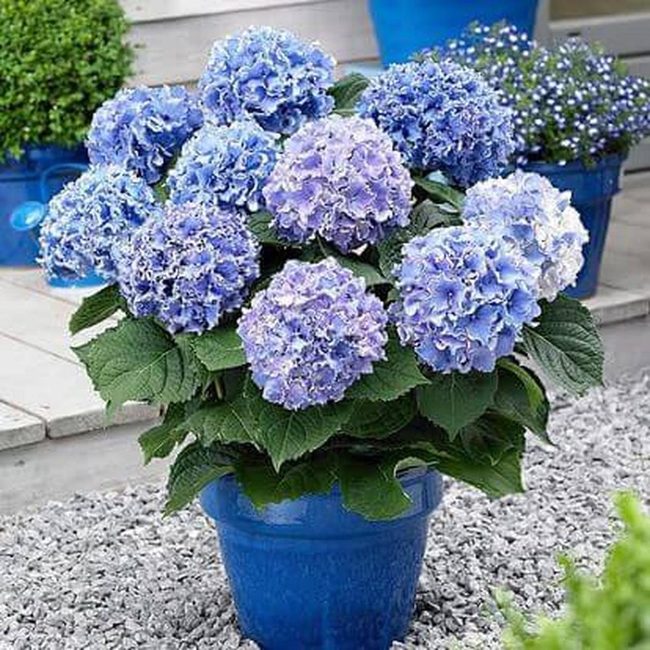 Blue Hydrangeas In Ceramic Pots