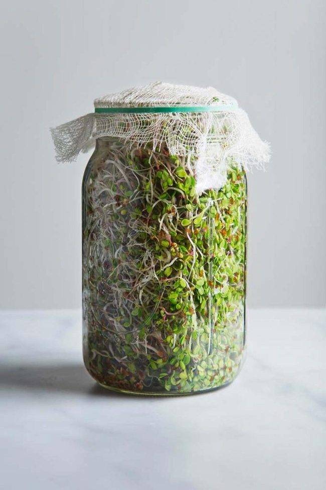 Mason Jar Sprouts In Days