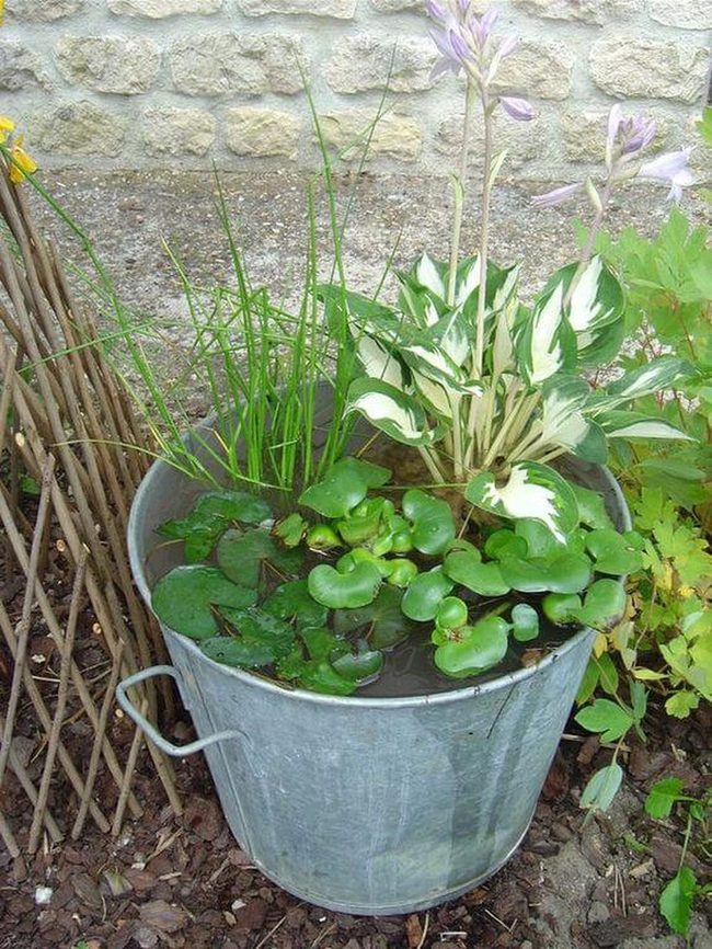 Weathered Metal Bucket Garden