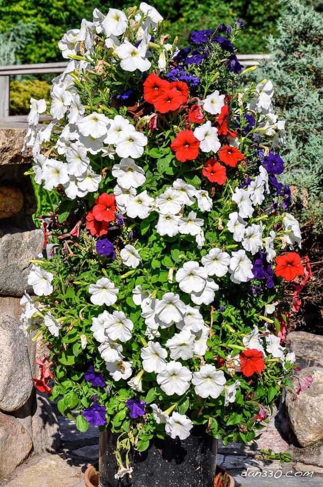 Rainbow Blooms In Weathered Clay
