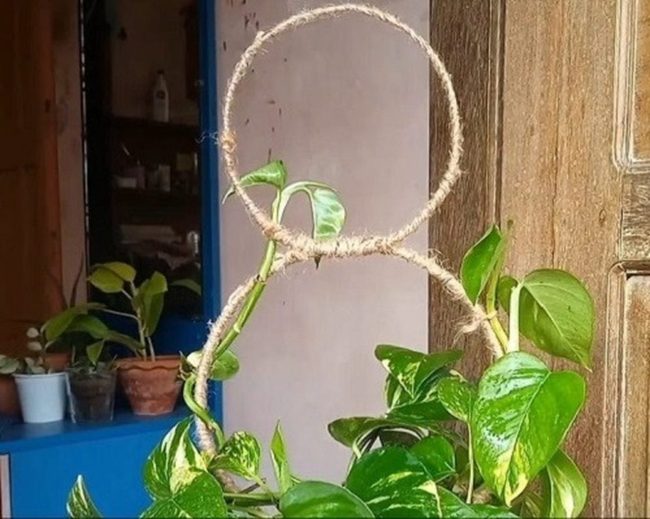 Green Vine Wire Circles