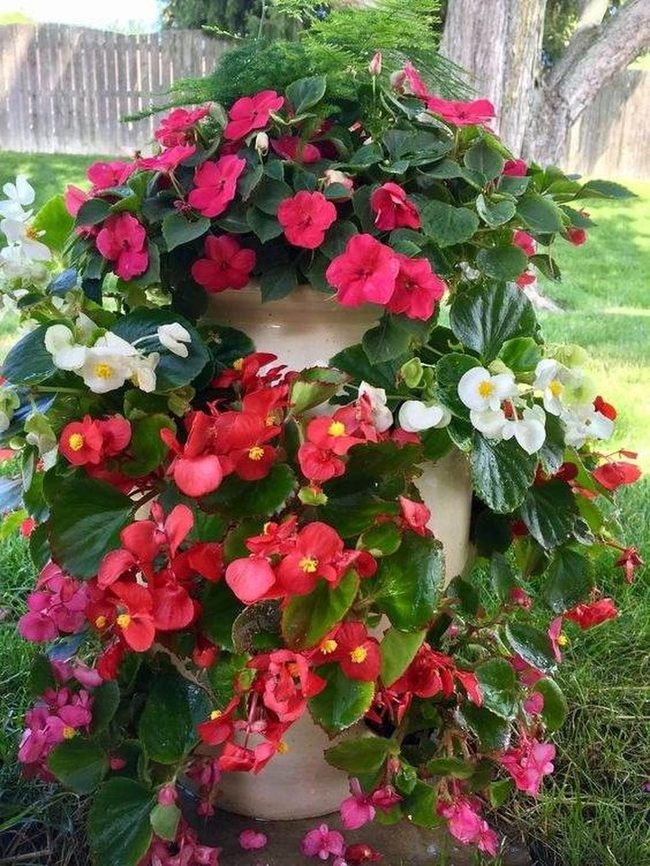 Red And White Begonias Flourish