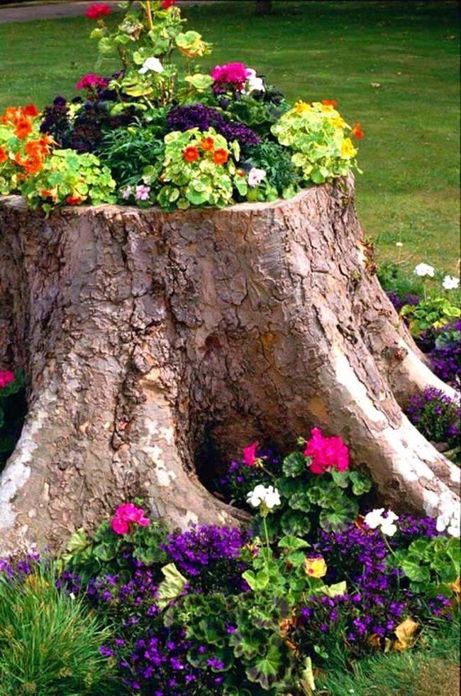Blooms Reclaim Weathered Stumps
