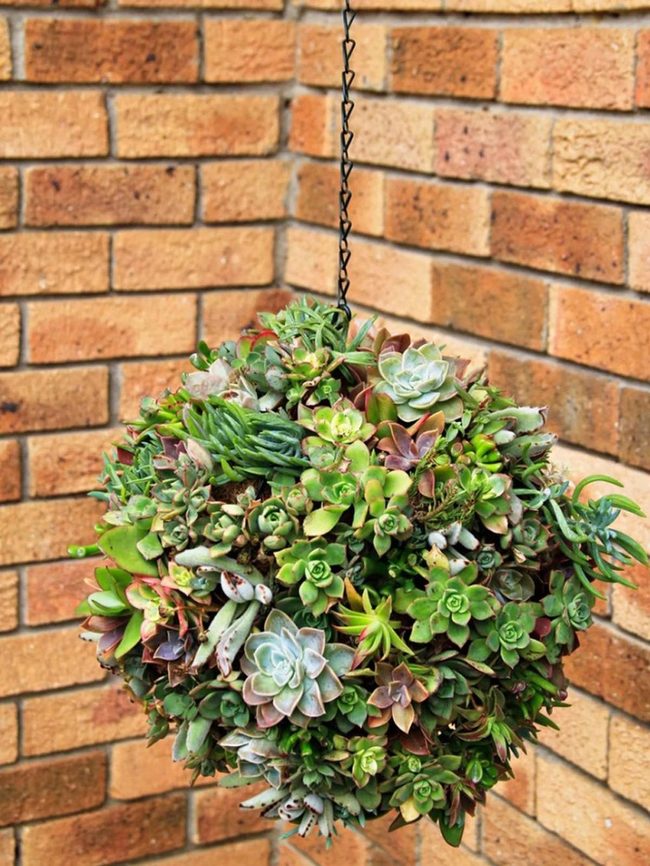 Succulent Sphere Installation
