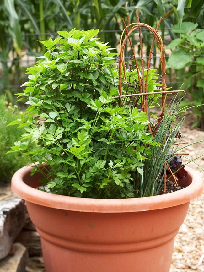 Terracotta Herbs Green Abundance