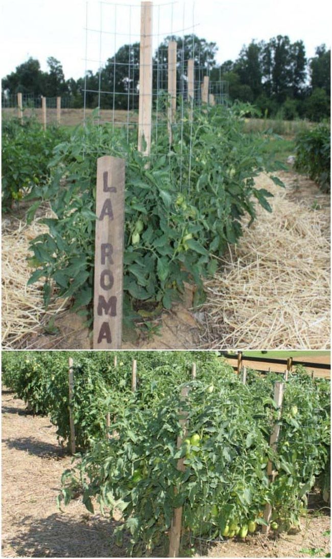 Wooden Stakes And Wire Cages