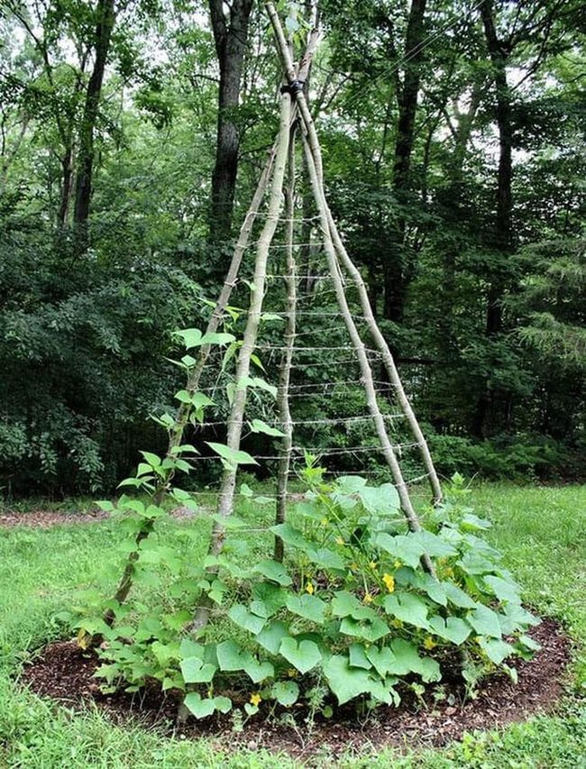 Cucumber Vines On Bamboo Poles