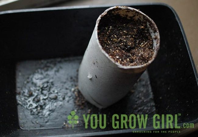 Black Trays Brown Soil Seedlings