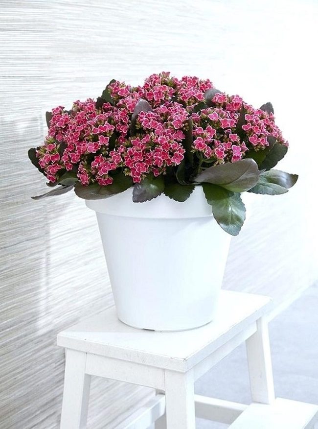 Blooms Brighten Compact Spaces