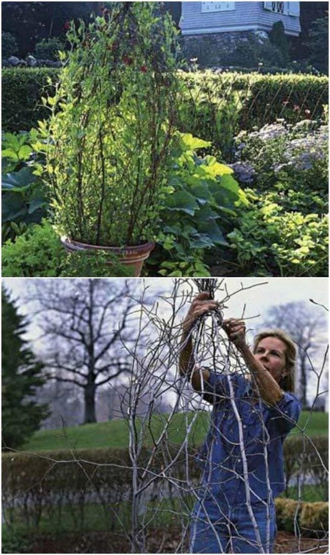 Natural Branch Trellis Structure
