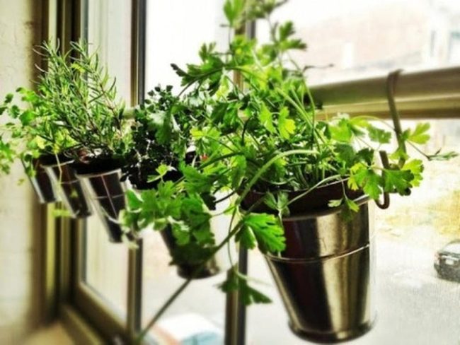 Sunlit Green Kitchen Herbs