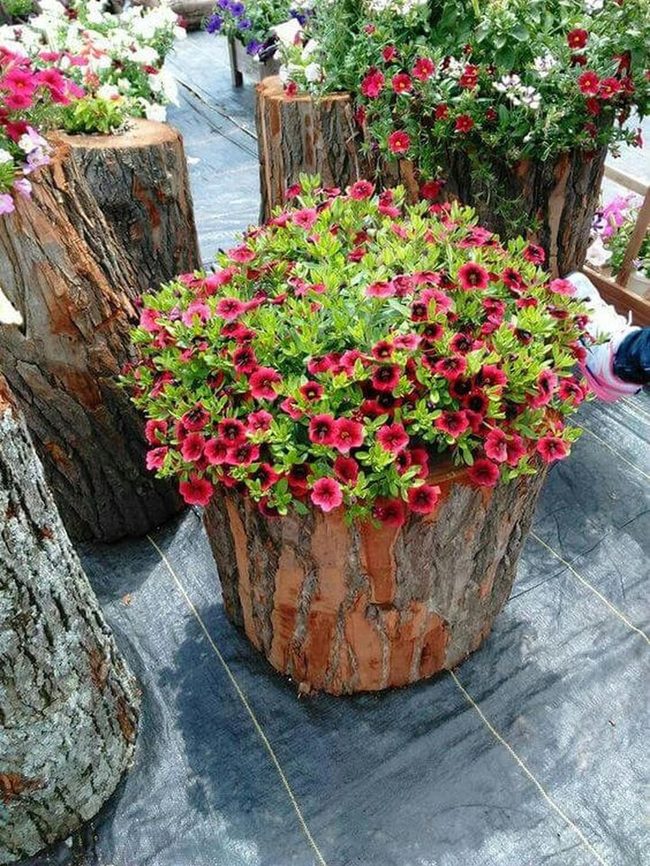 Hollowed Wood Stump Planter
