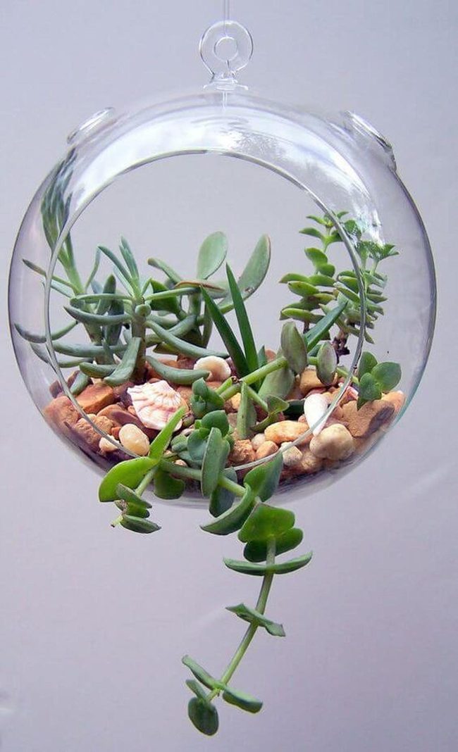 Spherical Glass Succulent Globe