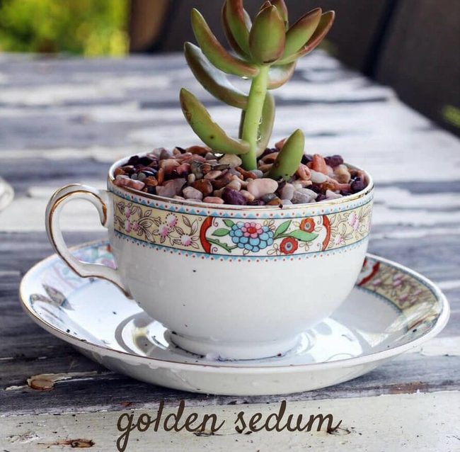 Teacup Succulents For Everywhere