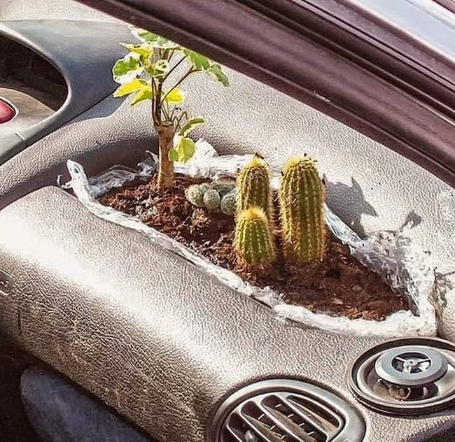 Living Dashboard Succulent Garden