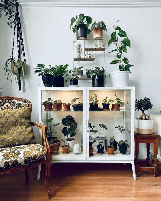 Spaced Green Plants In Glass Cabinet