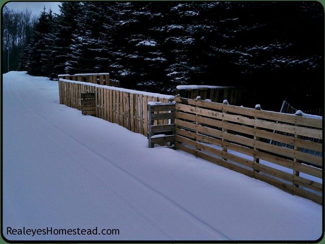 Frosted Pines, Wooden Path