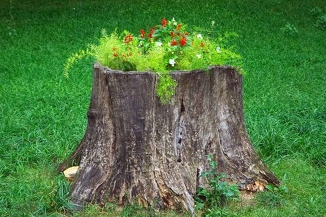 Hollow Stump Cascading Ferns Garden