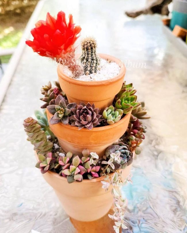 Terracotta Tiered Succulents