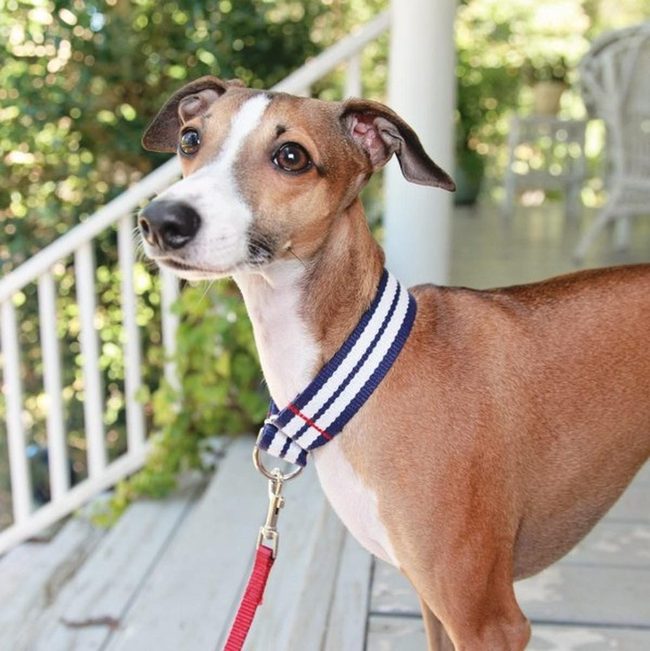 Brown And White Porch Sentinel