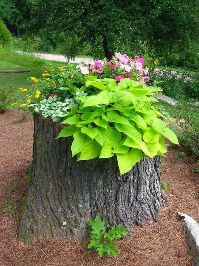 Green Cascades From Oak Stump