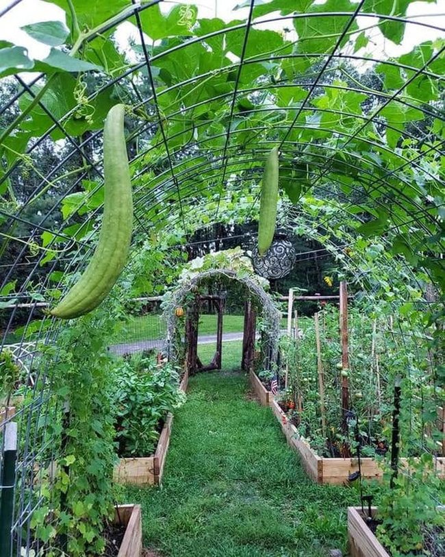 Curved Green Garden Tunnels