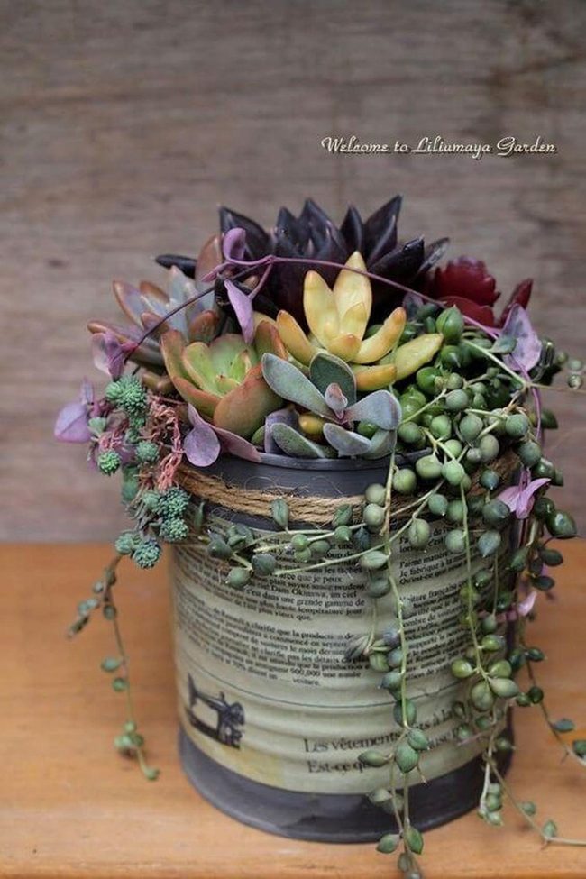 Salvaged Containers, Thriving Succulents