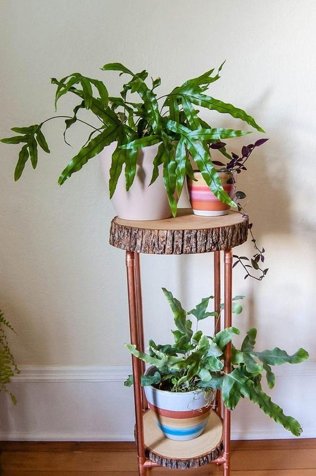 Copper Legs, Woodland Layers