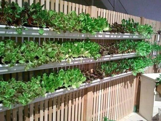 Wall-Mounted Leafy Green Shelves