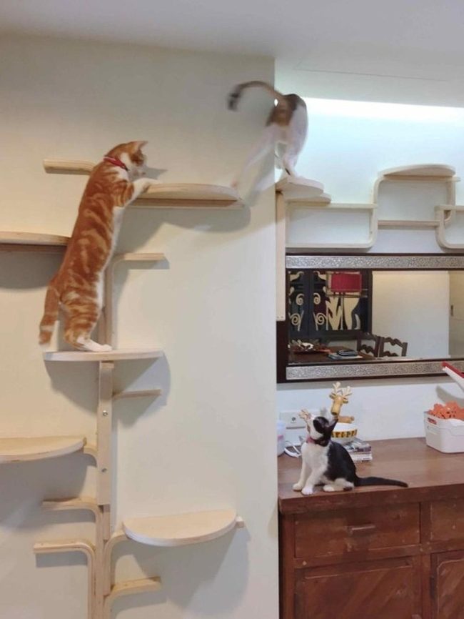 Wooden Branch Highways For Cats