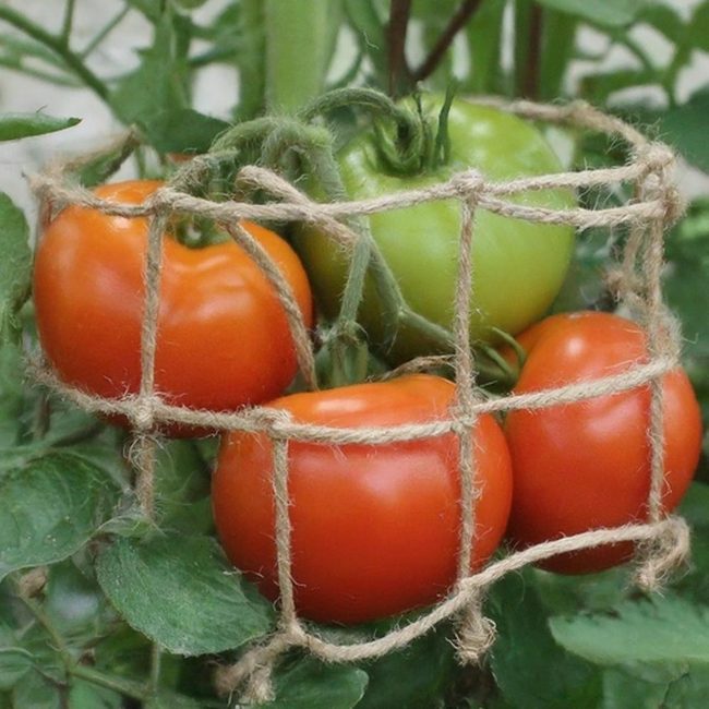 T-Post Twine Tomato Cages