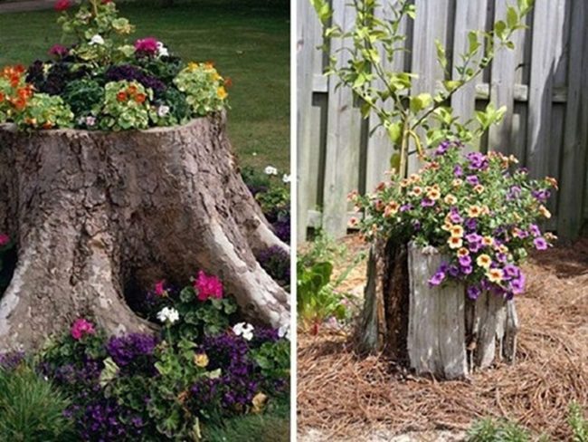 Hollowed Wood Blooms Naturally