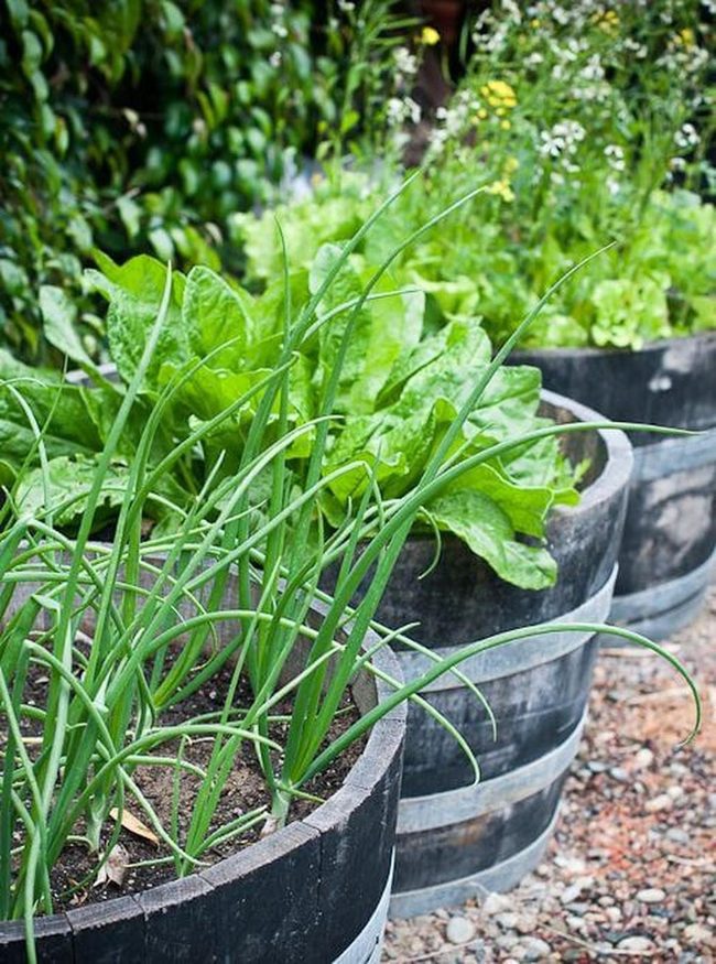 Wooden Barrels, Fresh Herbs