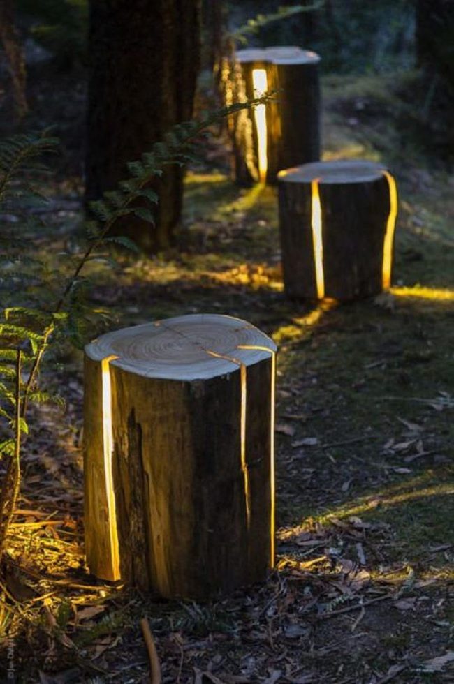 Wooden Stumps With Warm Glow