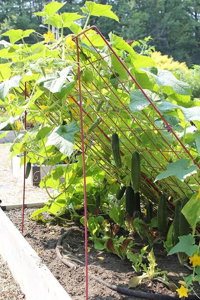 Vertical Cucumber Grid System