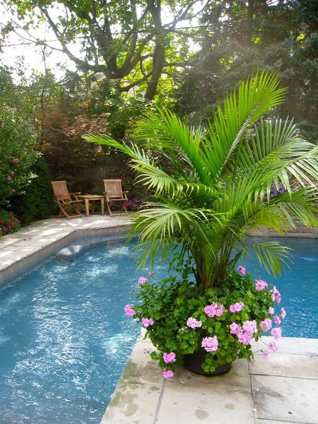 Tropical Greenery Frames Poolside