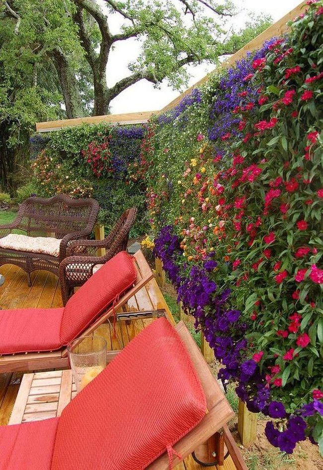 Flowering Privacy Wall Red And Purple
