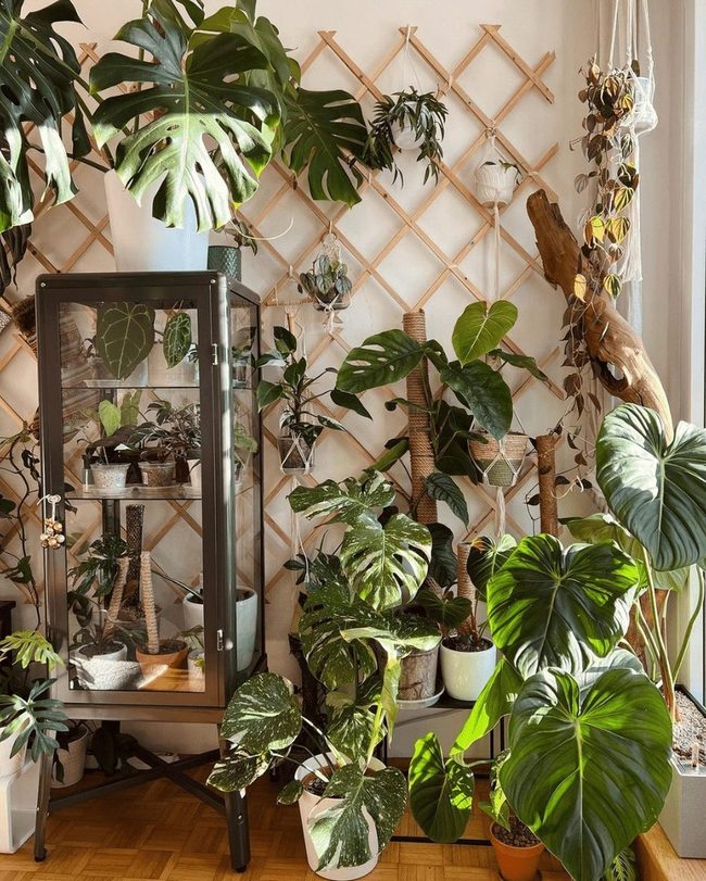 Cascading Green Lattice Wall