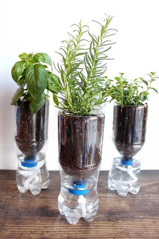 Recycled Bottles, Fresh Herbs